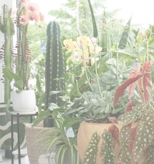 Plants & Orchids