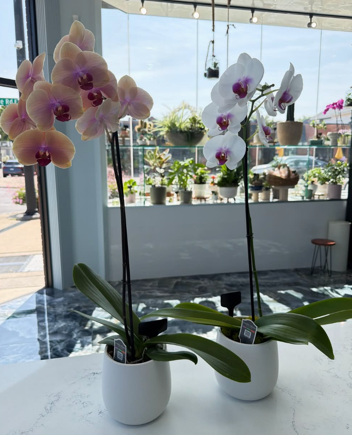 Single Stem Orchid