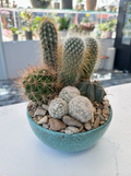 Succulent Garden