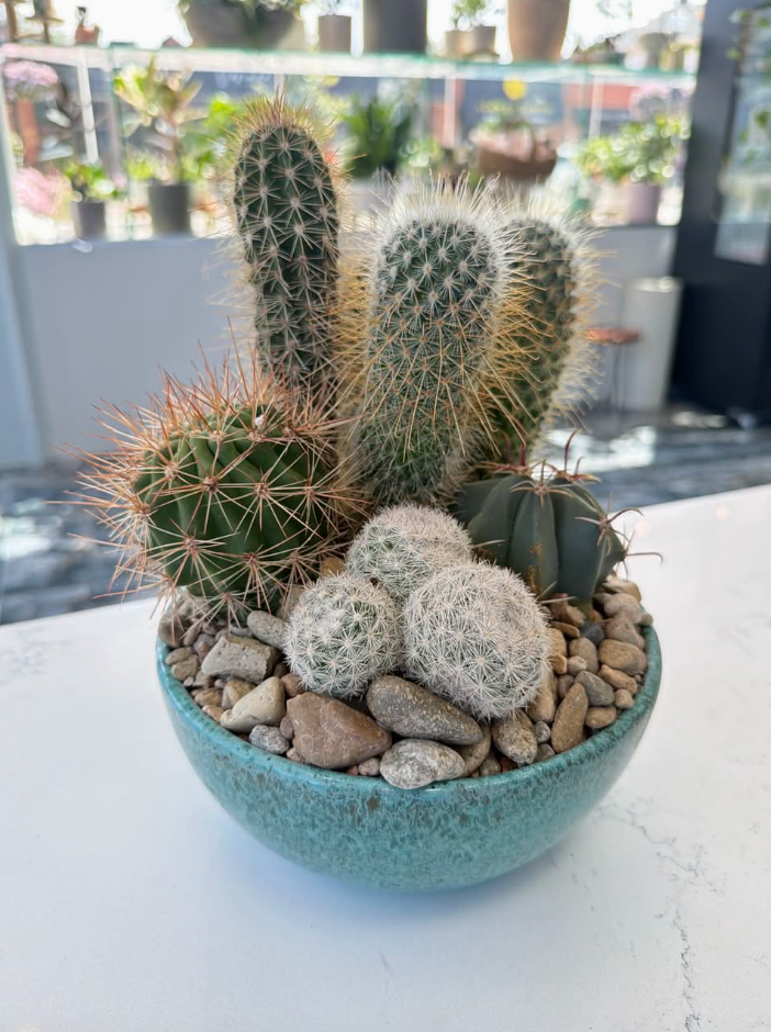 Succulent Garden