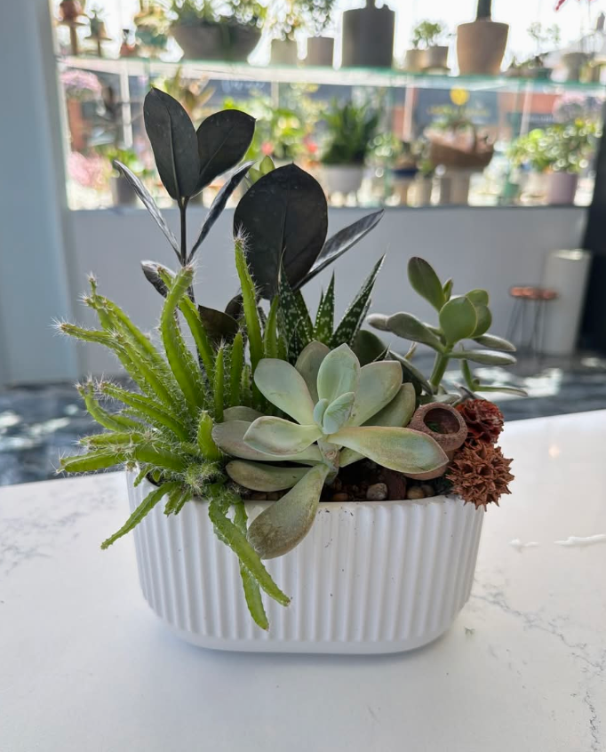 Succulent Serenity Garden