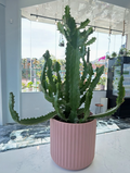 Large Cactus