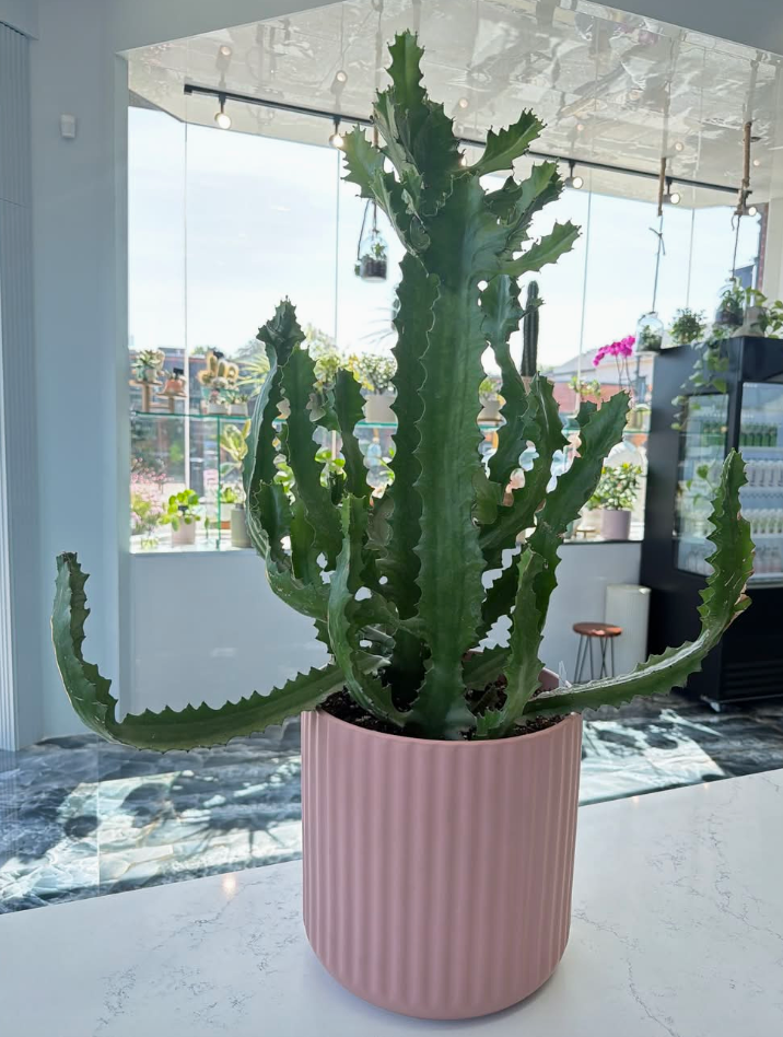 Large Cactus