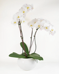 The Orchid Duo
