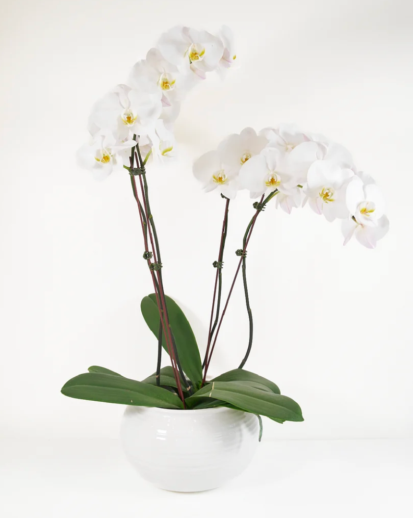 The Orchid Duo