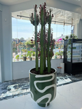 Euphorbia