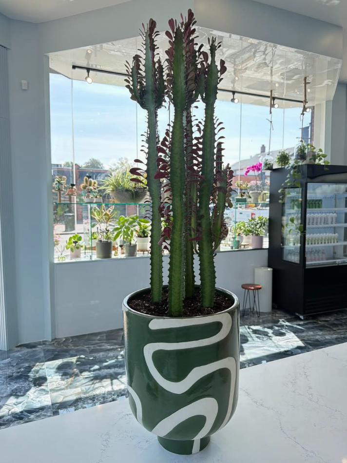 Euphorbia