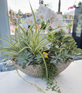 Bloom in the Wild