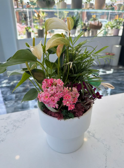 The Tropical Charm