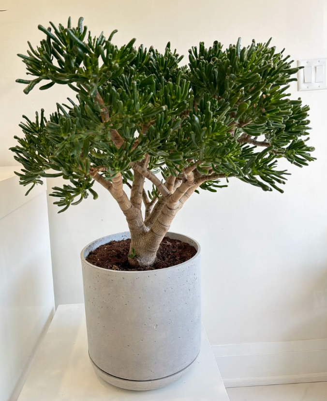 The Jade Sculptural